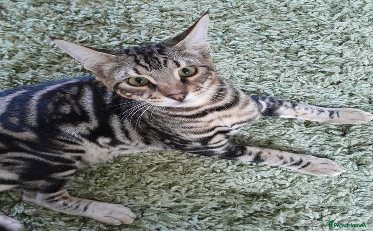 Savannah cats - Advert 5