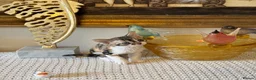 Devon Rex cats for sale: Superb quality Devon Babies TICA Registered  - Advert 15