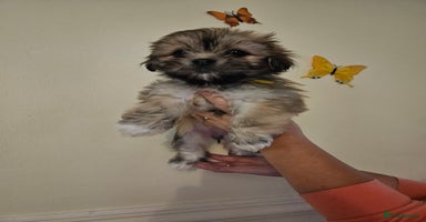 Lhasa Apso dogs - Advert 12