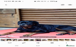 Rottweiler dogs for sale: Kc reg full German champion rottweiler puppies   - Image 39
