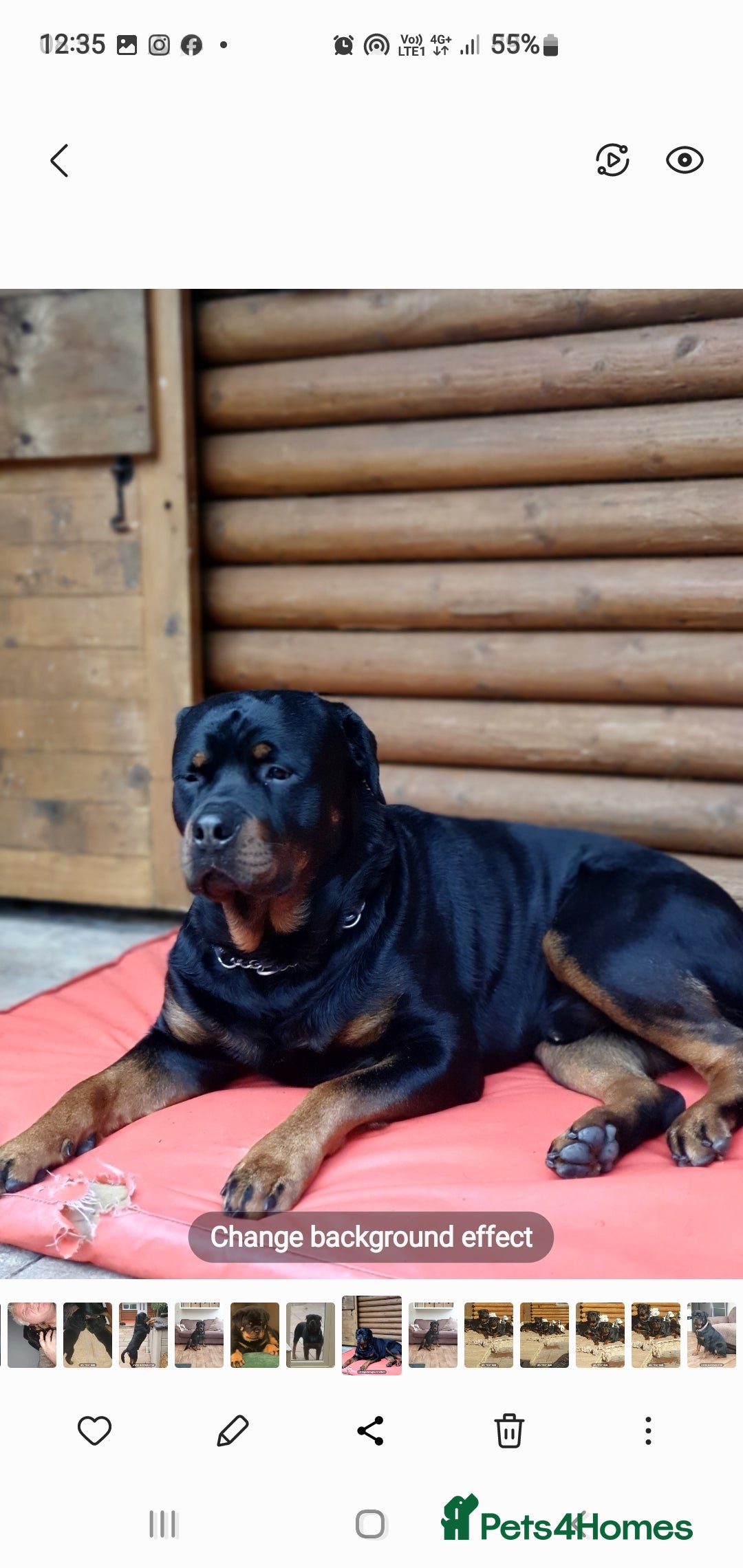 Rottweiler dogs for sale: Kc reg full German champion rottweiler puppies   - Image 39