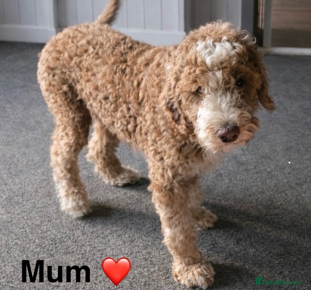 Australian Labradoodle dogs for sale: Australian Labradoodle Pups - Advert 15