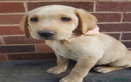 Labrador Retriever dogs for sale: KC Registered Labrador puppies  - Image 22