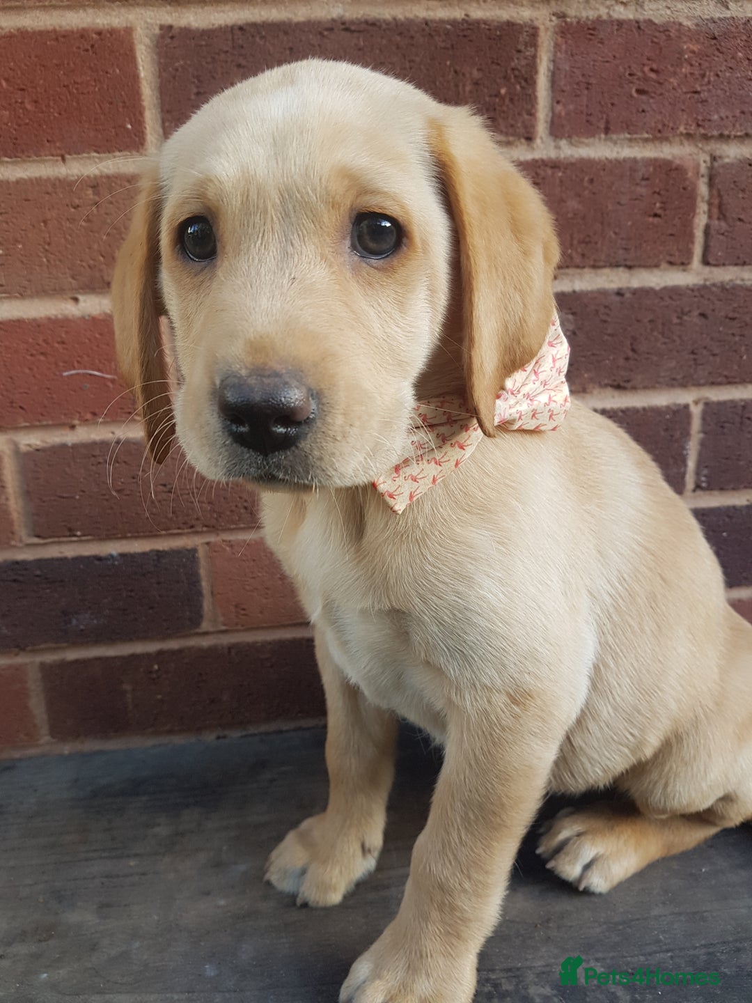 Labrador Retriever dogs for sale: KC Registered Labrador puppies  - Image 22