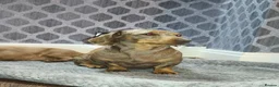 Miniature Dachshund dogs for sale: Looking for a loving home - Advert 6