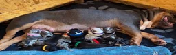 American Bully dogs for sale: Beautiful American pocket bullys  - Advert 9
