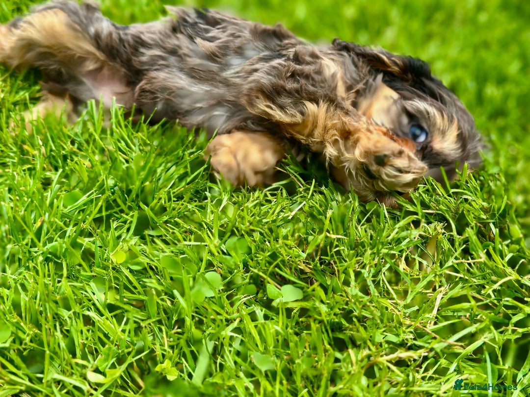 Cavapoo dogs for sale: Top Class Cavapoo pups double vaccinated! - Image 21