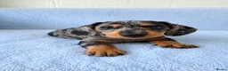 Miniature Dachshund dogs for sale:  5★ LICENSED BREEDER • KC SILVER DAPPLE BOY - Advert 5