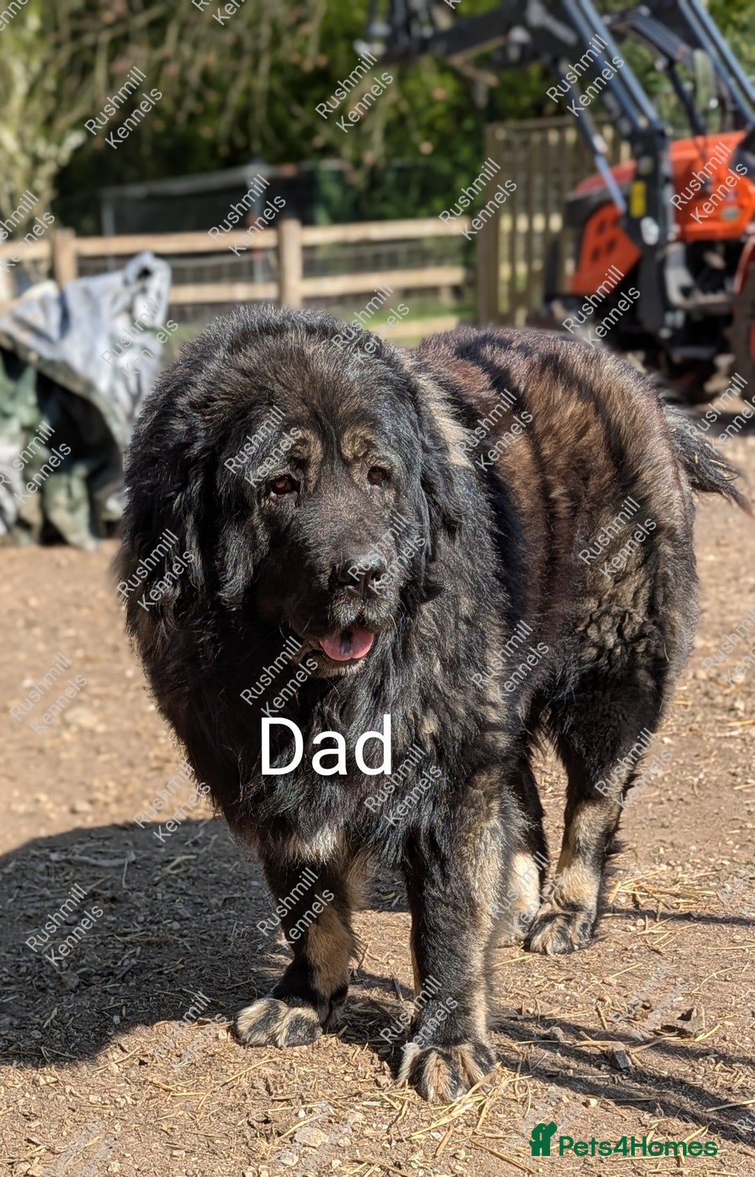 Caucasian Shepherd Dog dogs for sale: Caucasian Shepherd Pups - Advert 3