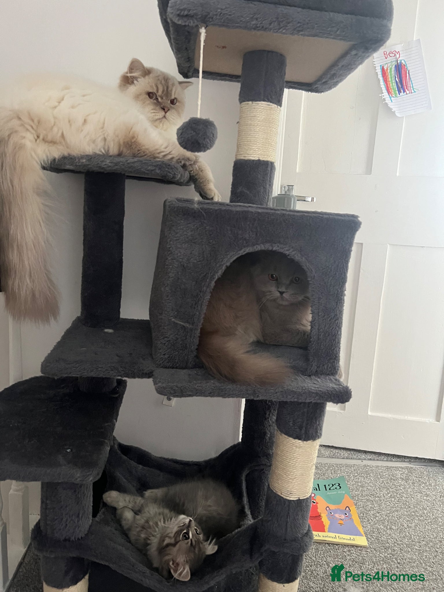 Mixed Breed cats 3 gorgeous neutered boys  - Advert 1