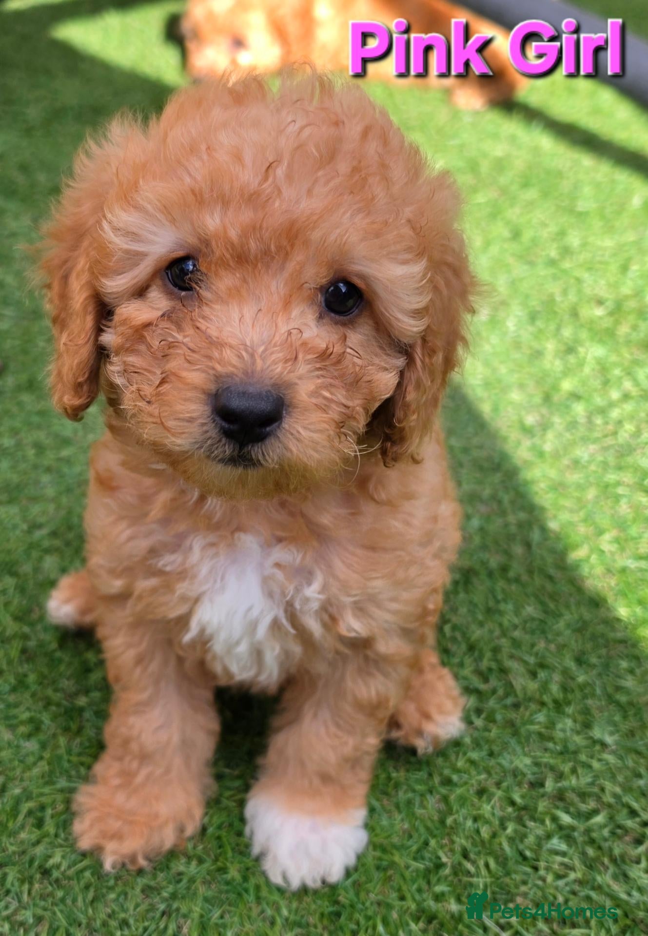 Maltipoo dogs 🐶3 beautiful maltipoo pups🐶 can leave Tuesday🐶 - Advert 5