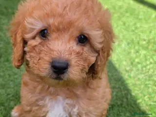 Maltipoo dogs 🐶3 beautiful maltipoo pups🐶 can leave Tuesday🐶 - Advert 5