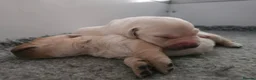 Labrador Retriever dogs for sale: 🐾 Labrador Puppies for Sale 🐾 in Folkestone - Advert 5