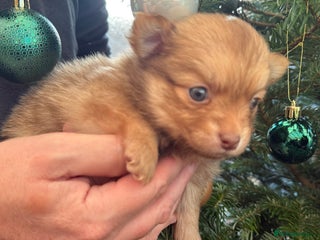 Pomchi dogs 💙 Only Three longhair Boys Left 💙 - Advert 3