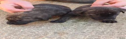Belgian Shepherd Dog dogs for sale: Dutch shepherd puppies - Advert 11