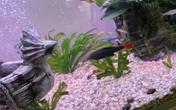Other/Mixed Breed fish for sale: COMPLETE AQUARIUM SET - Image 4