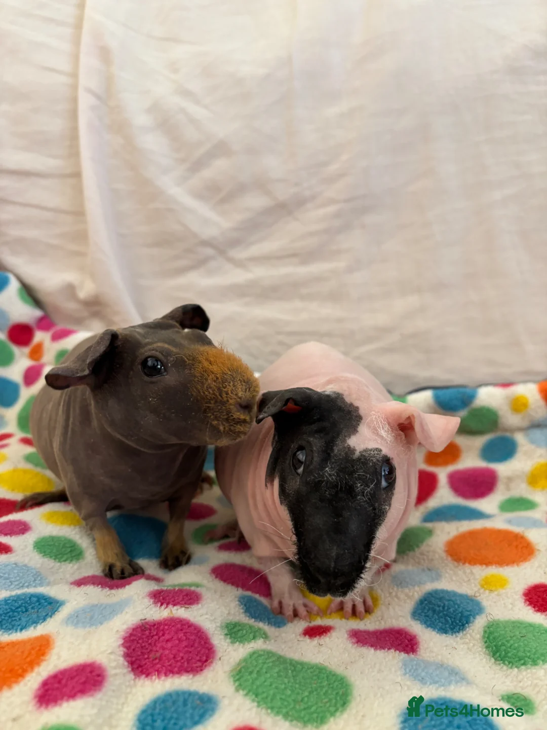 Guinea Pig rodents for sale: 2 Skinny Pig Brothers - Advert 2
