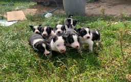 Border Collie dogs for sale: Last puppy left put of litter of 10!  - Image 4