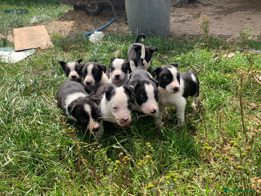 Border Collie dogs for sale: Last puppy left put of litter of 10!  - Image 4