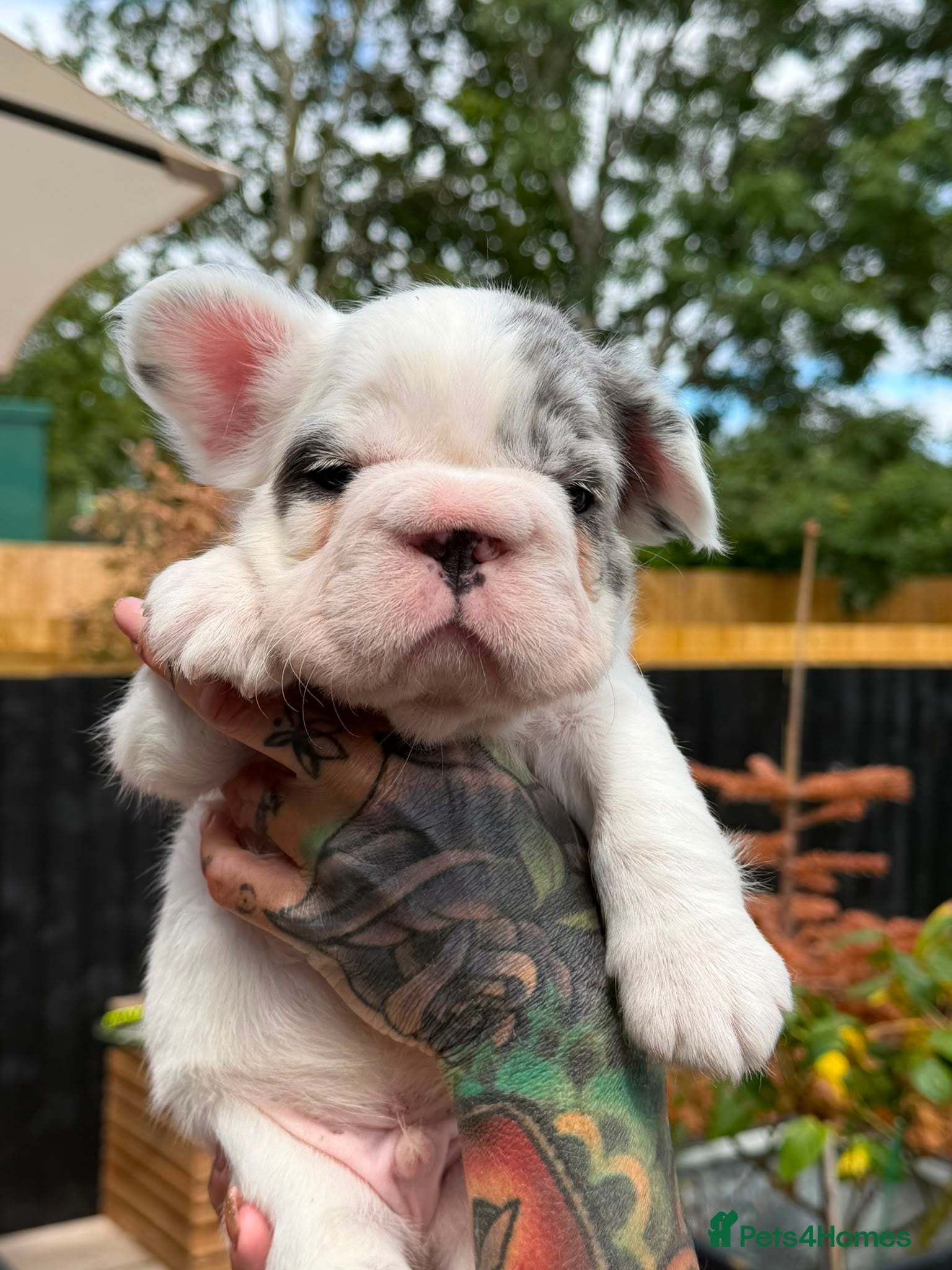 French Bulldog dogs French bulldogs all visual fluffys - Advert 2