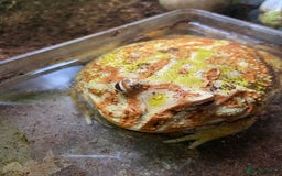 Frog reptiles for sale: Female Pac-Man frog - Image 1