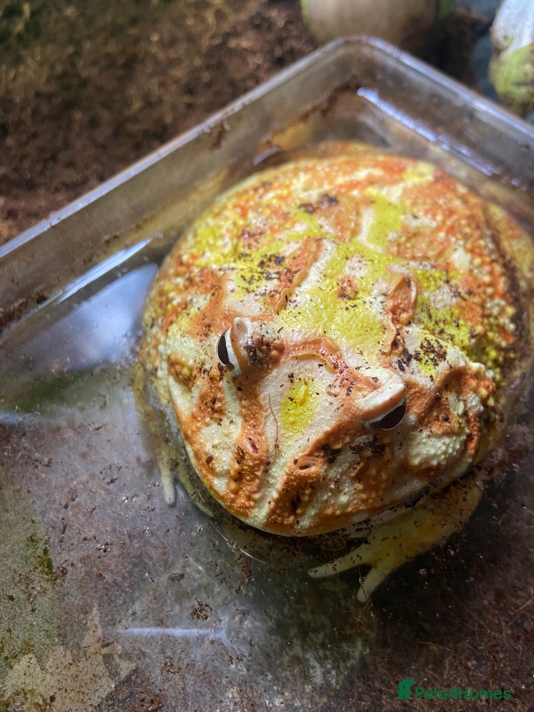 Frog reptiles for sale: Female Pac-Man frog - Image 1