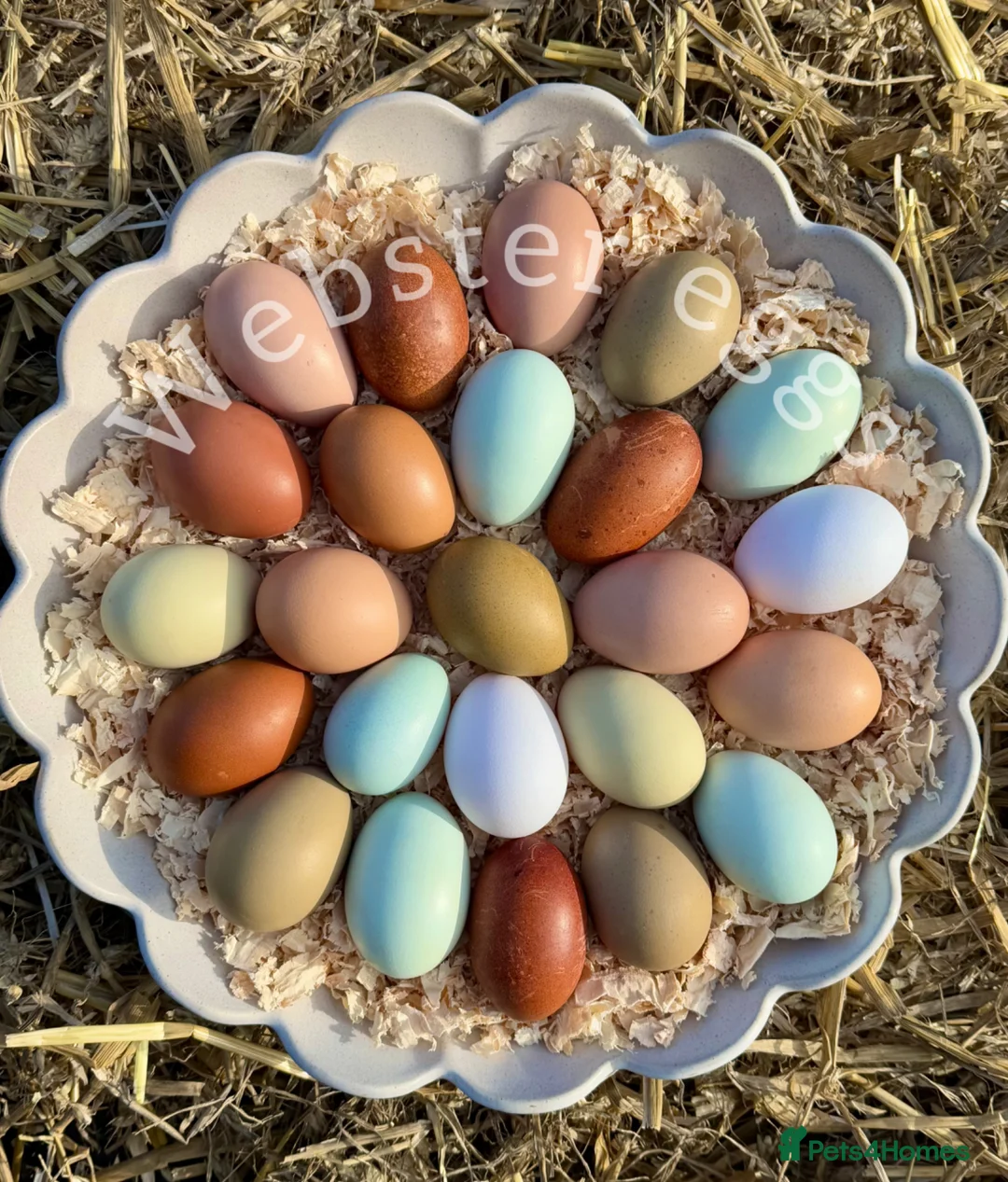 Chickens poultry for sale: Olive Egger & Copper Black Maran chicks - Advert 6