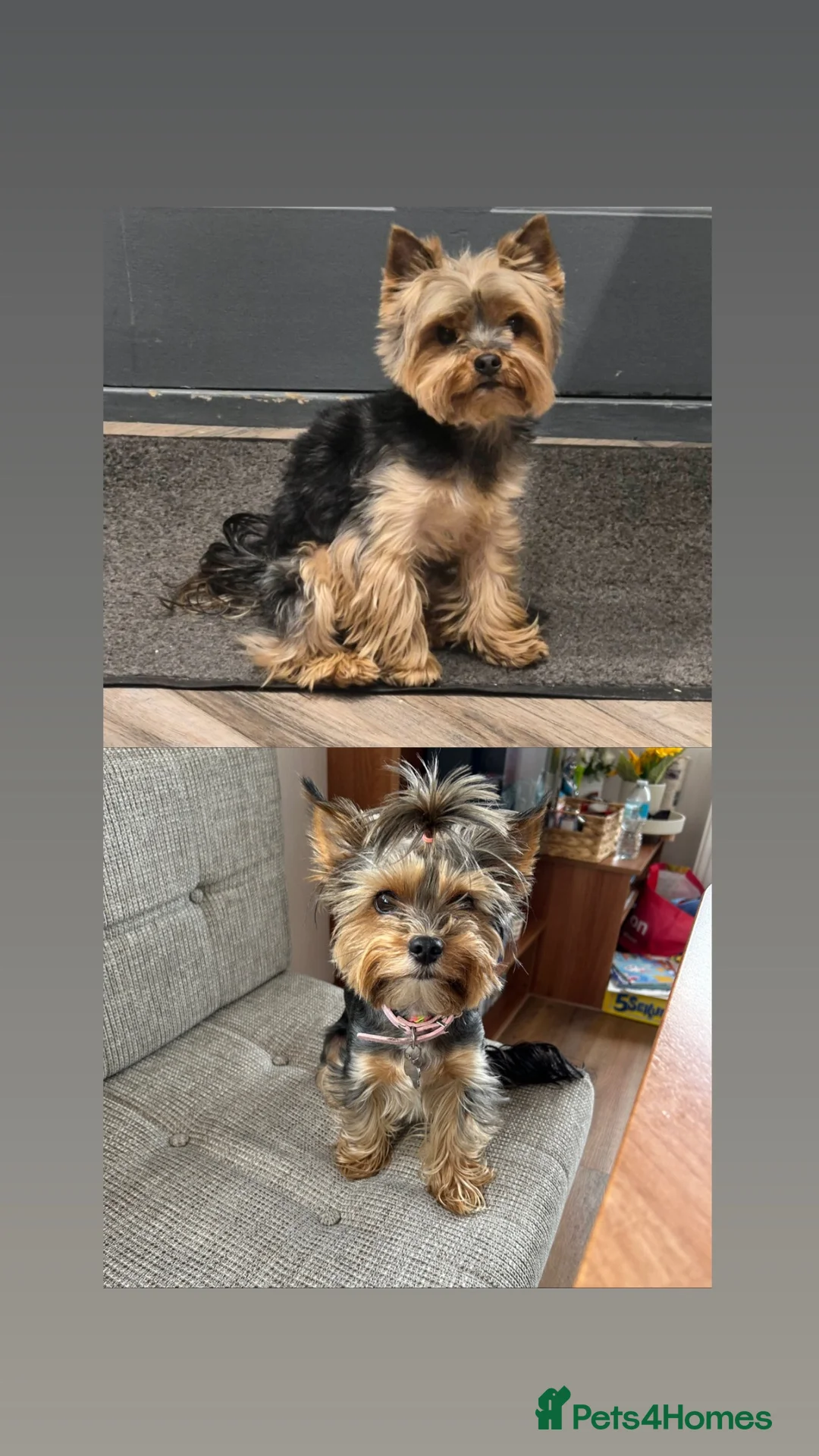 Yorkshire Terrier dogs for sale: Beautiful Yorkshire Terrier Puppies for Sale - Advert 20