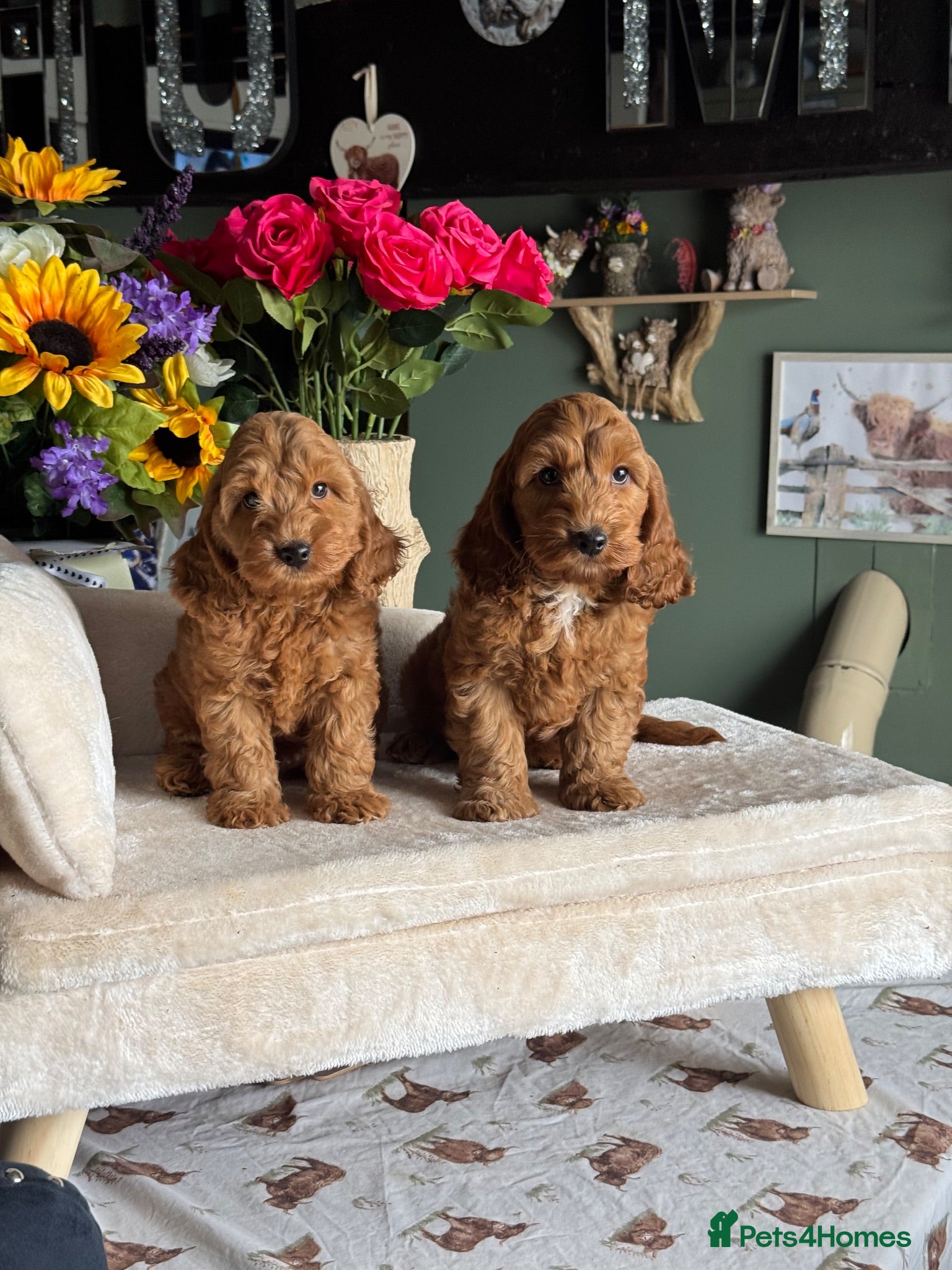 Cockapoo dogs 8 red dna tested clear f1 Cockerpoo puppies  - Advert 4