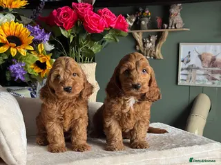 Cockapoo dogs 8 red dna tested clear f1 Cockerpoo puppies - Advert 4