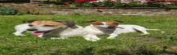 Jack Russell dogs for sale: One beautiful Jack Russel puppy - Advert 11