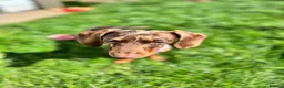 Miniature Dachshund dogs for sale: 2 Year old dabble miniature dachshund  in Leigh-on-Sea - Advert 5