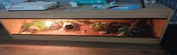Gecko reptiles for sale: 13 months old female leopard gecko for sale  - Advert 3