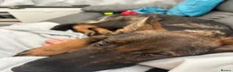 German Shepherd dogs for sale: Male german shepherd  - Advert 8