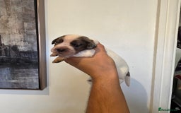 Cocker Spaniel dogs for sale: Kc registered mixed litter - Image 22