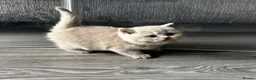 British Shorthair cats for sale: Beautiful British Shorthair Kittens - Advert 16