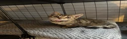 Bengal cats for sale: Last stunning girl beautiful natured bengal cross  - Advert 8