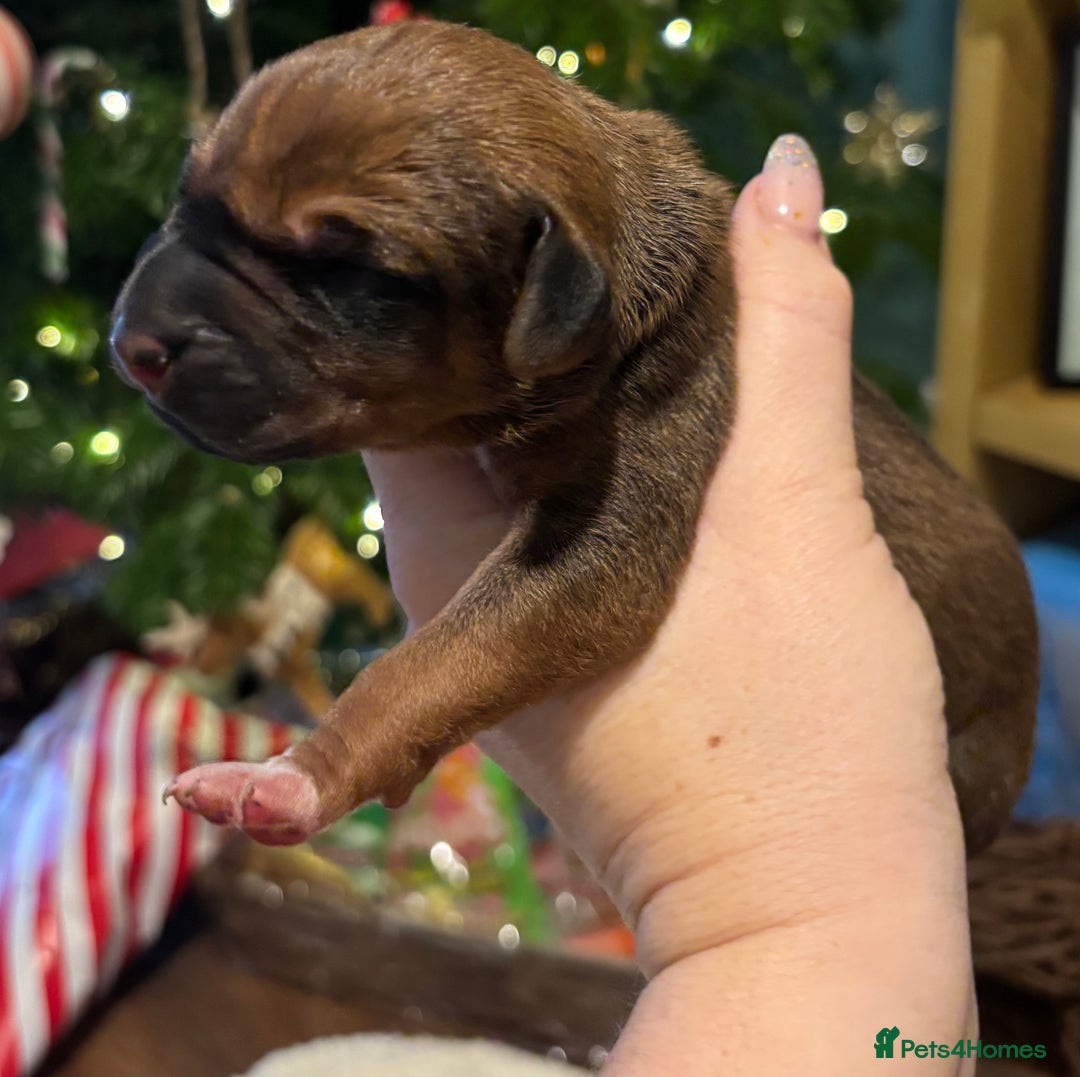 Rhodesian Ridgeback dogs for sale: Nyasharose ridgebacks  - Advert 10