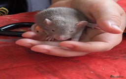 Rat rodents for sale: Adorable baby Dumbo rats only 2 girls left - Image 11