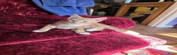 Mixed Breed cats for sale: Beautiful litter of kittens in Bournemouth - Advert 3