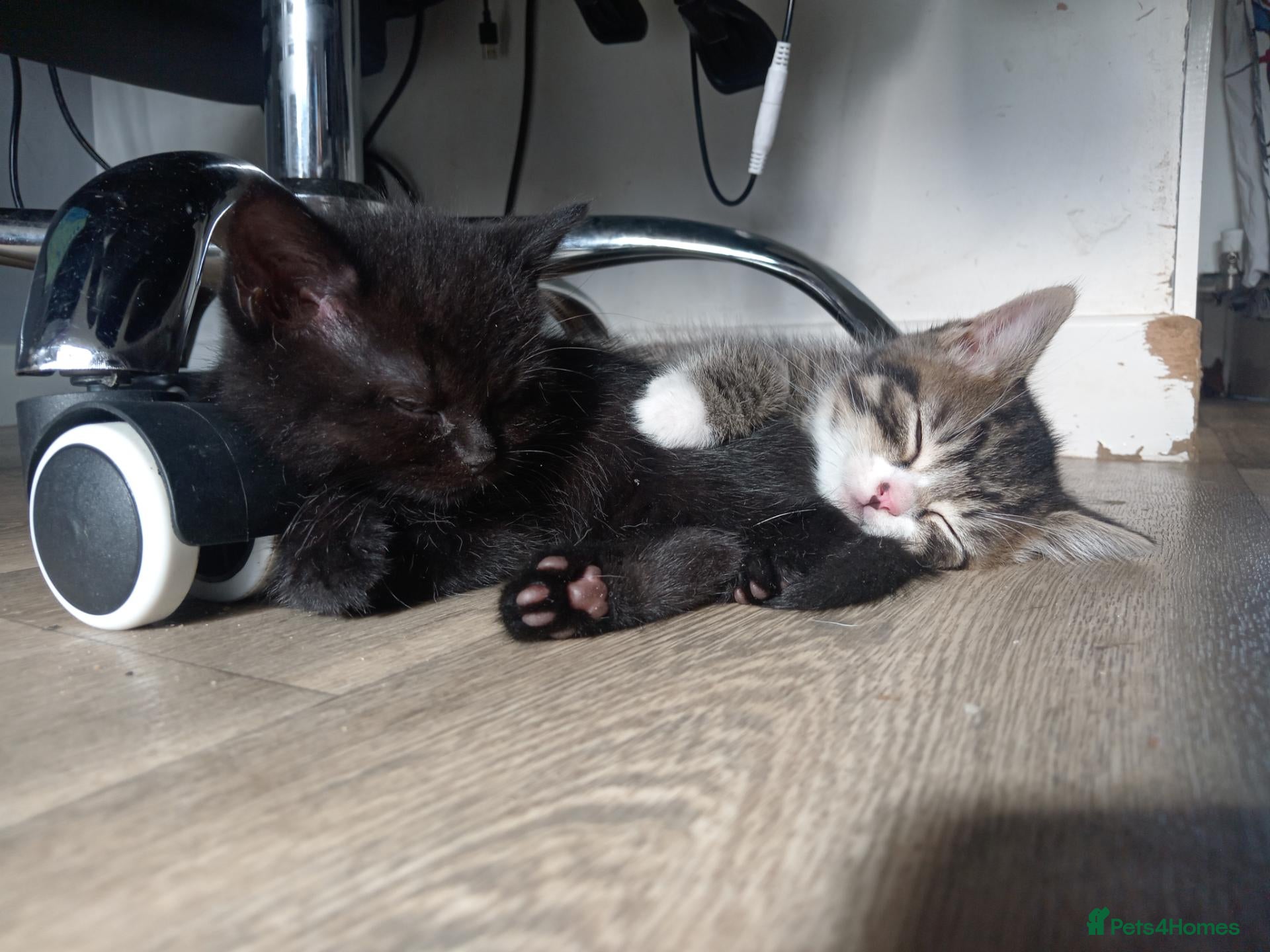 British Shorthair cats stunning BSH CROSS kittens - Advert 1