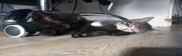 British Shorthair cats for sale: stunning BSH CROSS kittens - Advert 1
