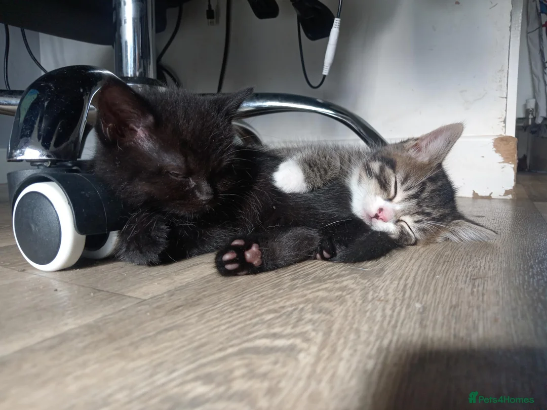 British Shorthair cats for sale: stunning BSH CROSS kittens - Advert 1