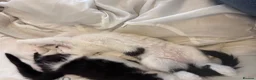 Mixed Breed cats for sale: Beautiful fluffy kittens  in Pudsey - Advert 8