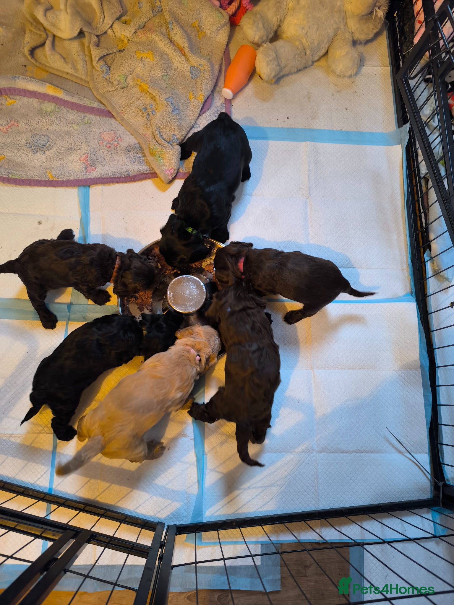 Cockapoo dogs Gorgeous Cockapoo Puppies only 3 left 🐾 - Advert 14