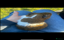 Guinea Pig rodents for sale: 2 male Guiena pigs for sale - Image 2