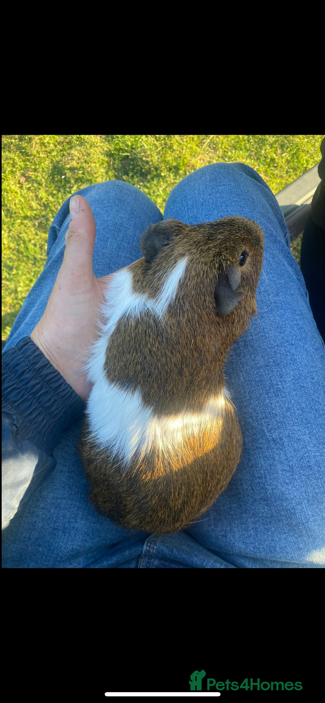Guinea Pig rodents for sale: 2 male Guiena pigs for sale - Image 2