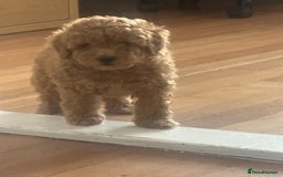 Toy Poodle dogs for sale: Gorgeous KC Toy Poodles  - Image 13