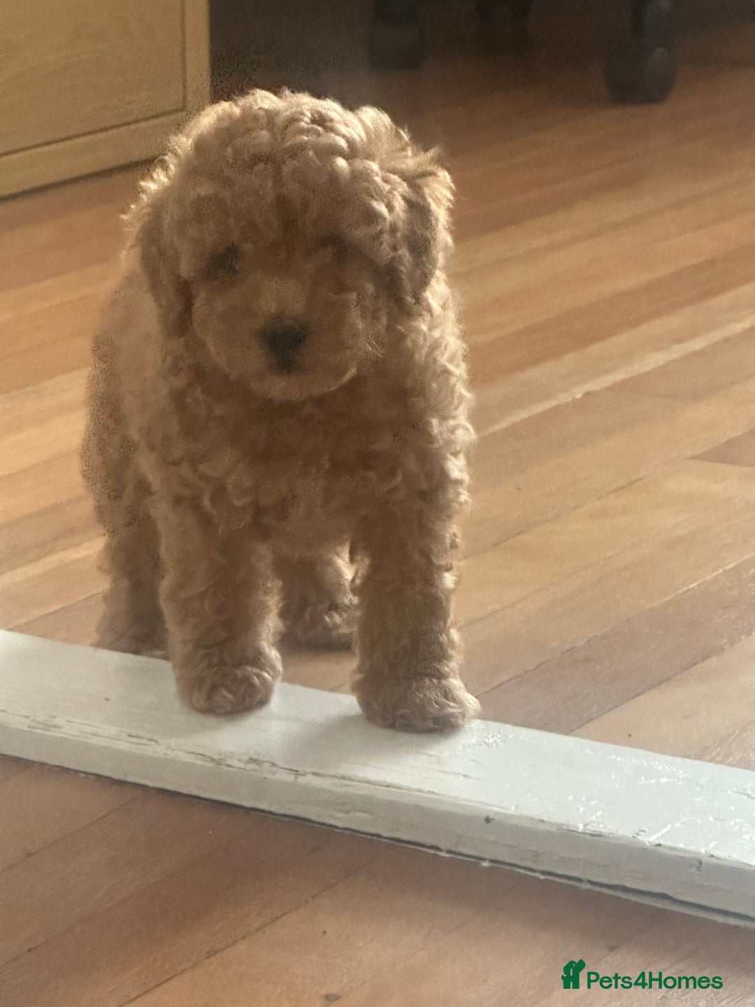 Toy Poodle dogs for sale: Gorgeous KC Toy Poodles  - Image 13