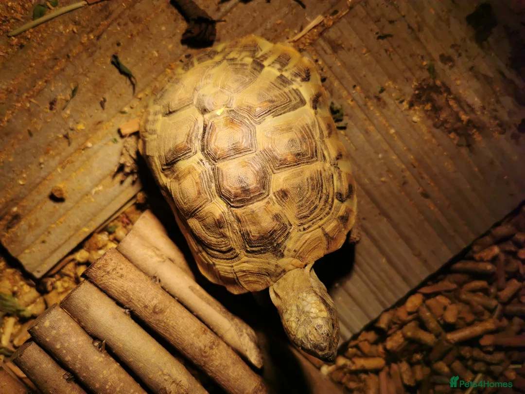 Tortoise reptiles for sale: Herman's tortoise - Advert 3